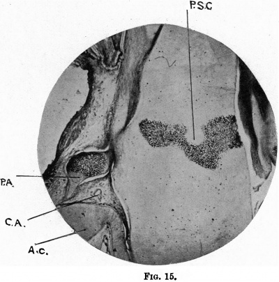 Fig. 15. photograph of a horizontal section of the head of a 110 mm. embryo,