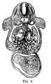 Fig 9 human embryo 4.5 mm