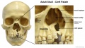 skull with labeled excerpt