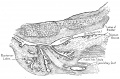 Fig. 5. Human Fetus 16 cm