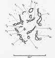 The entire set of chromosomes of Rana lemporaria