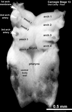 Human embryo Stage 13 oral cavity floor