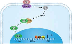 FSH regulation of AMH transcriptional activation