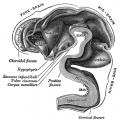 653 Human Embryo Brain (week 5 interior view)