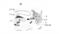 Fig. 16 Sagittal section of human Embryo no. 43 (16 mm.) laryngeal region, s. m. gl., submaxillary gland.