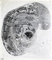 Fig. 28. Longitudinal section of cylindrical embryo. No. 489. X37.5.