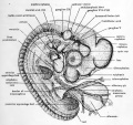Fig. 40. Dextral view of entire chick embryo of 41 somites (about four days incubation).