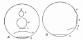Fig. 30. Diagrams showing the position of the blastopore at successive stages of gastrulation in the frog's egg.