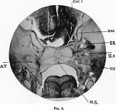 Fig. 8. photomicrograph of a 19 mm. embryo