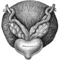 Ductus deferens, prostate and seminal vesicles