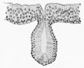 Fig. 463. Epithelium and gland of the trachea of a four months embryo