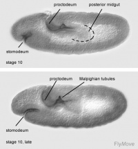 Stage 10 drosophila.jpg