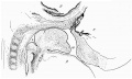 Fig. 1 Sagittal section 12 mm embryo