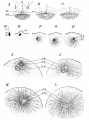 Fig. 16. Fertilization of the eggs of the star-fish and sea-urchin