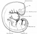 Fig. 86. Human embryo of 4 mm.