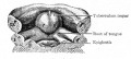 Fig. 250. Floor of pharyngeal region of a human embryo of 12.5 mm