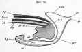 Fig. 26. Diagrammatic longitudinal section through the posterior end of an embryo bird at the time of the formation of the allantois.