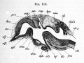 Fig. 119. Longitudinal section through the brain of a chick of ten days