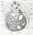 Fig. 553 Human embryo 19.4 mm GL 21st spinal ganglion level