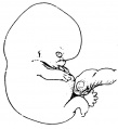 Fig. 224. Embryo of 22 mm