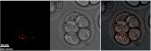 Spermatozoa mitochondria 8cell.jpg