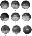 Fig. 28. Cleavage of the frog's egg.