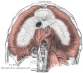391 Adult human diaphragm (viewed from beneath)