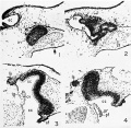 Olfactory organs of Rana pipiens tadpoles at 20 mm total body length