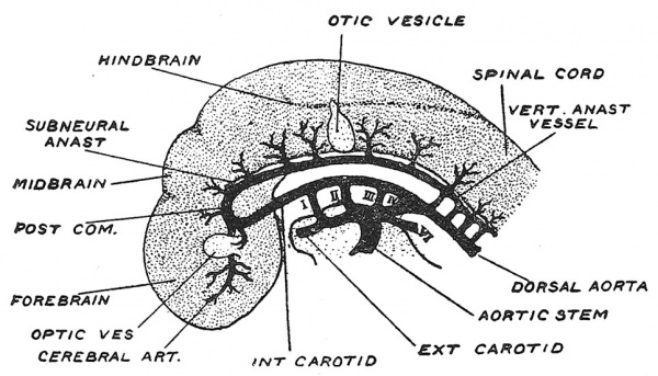 Fig. 128 Representation of the Arteries of the Brain at the end of the first month