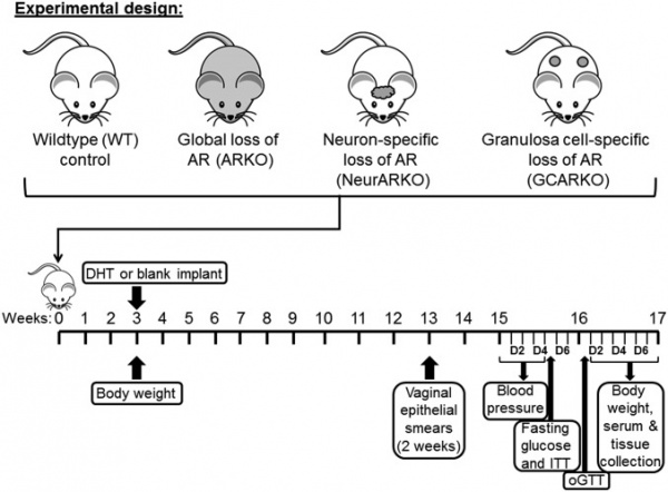 Polycystic ovary syndrome mouse model.jpg