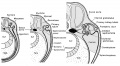 Development of the pronephric tubule