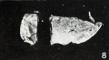 Fig. 8. Decidual cast containing remnants of conceptus. No. 698.