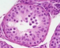 Young human testis, H&E, convoluted seminiferous tubule, Sertoli cells, spermatogonia, x40