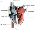 Fig. 534. Fetal heart, dorsal half with the afferent paths, open and colored according to the physiological condition of the blood