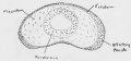 Kollmann's diagram of developing nasal placode