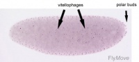 Stage 3 drosophila.jpg
