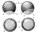Fig. 27. A frog's egg before and after fertilization, showing the formation of the gray crescent.