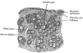 Section of the Ovary of a Newly Born Child