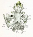 Fig. 1. Dorsal aspect of base of the cartilaginous skull with the basioccipital in the horizontal plane.