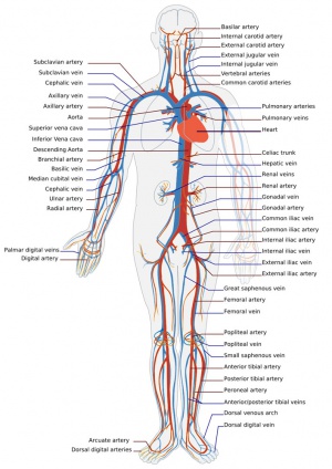 Adult human cardiovascular system