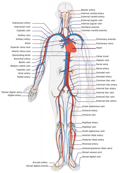 File:Adult human cardiovascular system.jpg