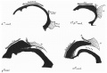 Fig. 2 Pharyngeal end of Rathke's pouch 6-10 weeks