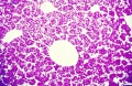 Histology - embryonic liver (week 8)