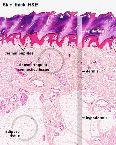 File:Adult skin histology 02.jpg