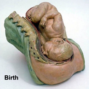Historic model of birth