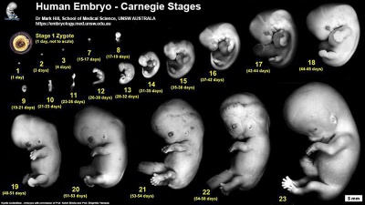 Human Embryo, Carnegie stages 1-23