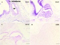 Mouse - pituitary Sox4 expression