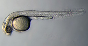 zebrafish larvae