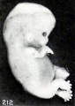 Fig. 212. Appearance of fetus before fixation. No. 1358. X2.