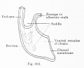 Fig. 602. Cloaca human embryo 7 mm GL (embryo Chr. I), separation of the rectum from the ventral remains of the cloaca is shown
